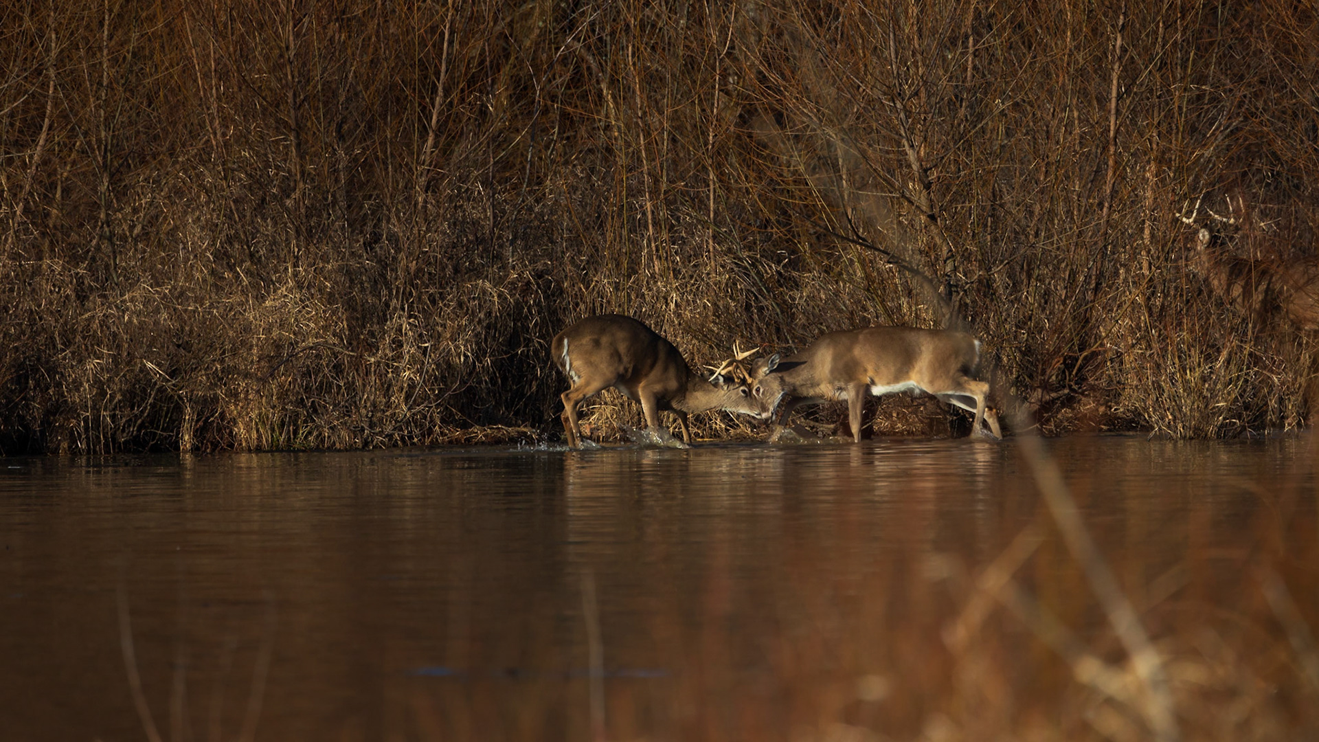 This was a long way off but these two younger bucks sparing.