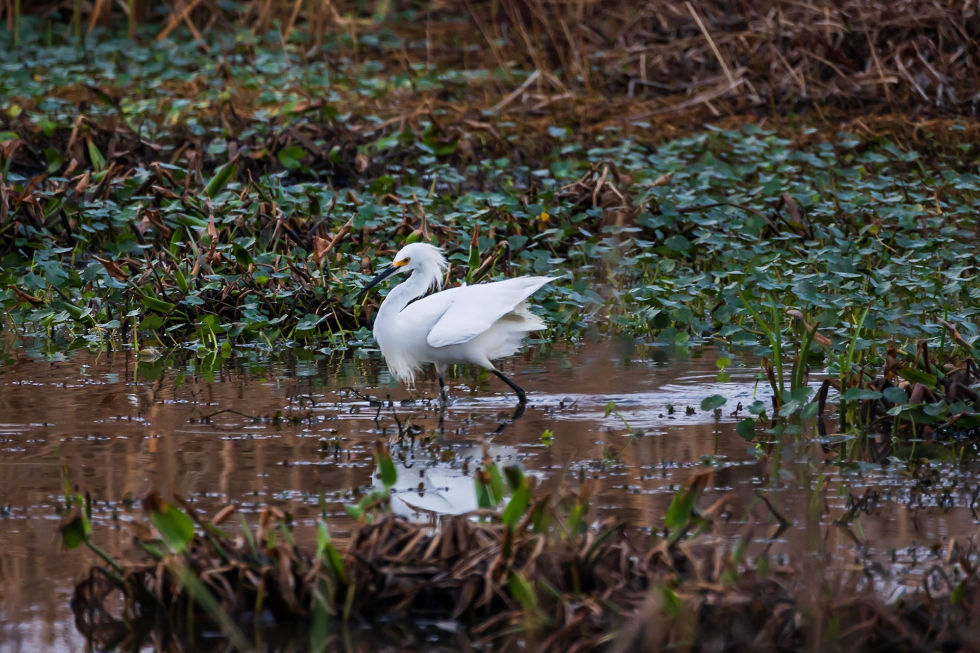 Snowy Egret
