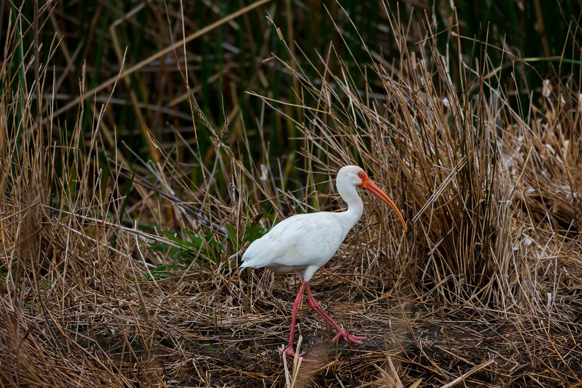 White Ibis