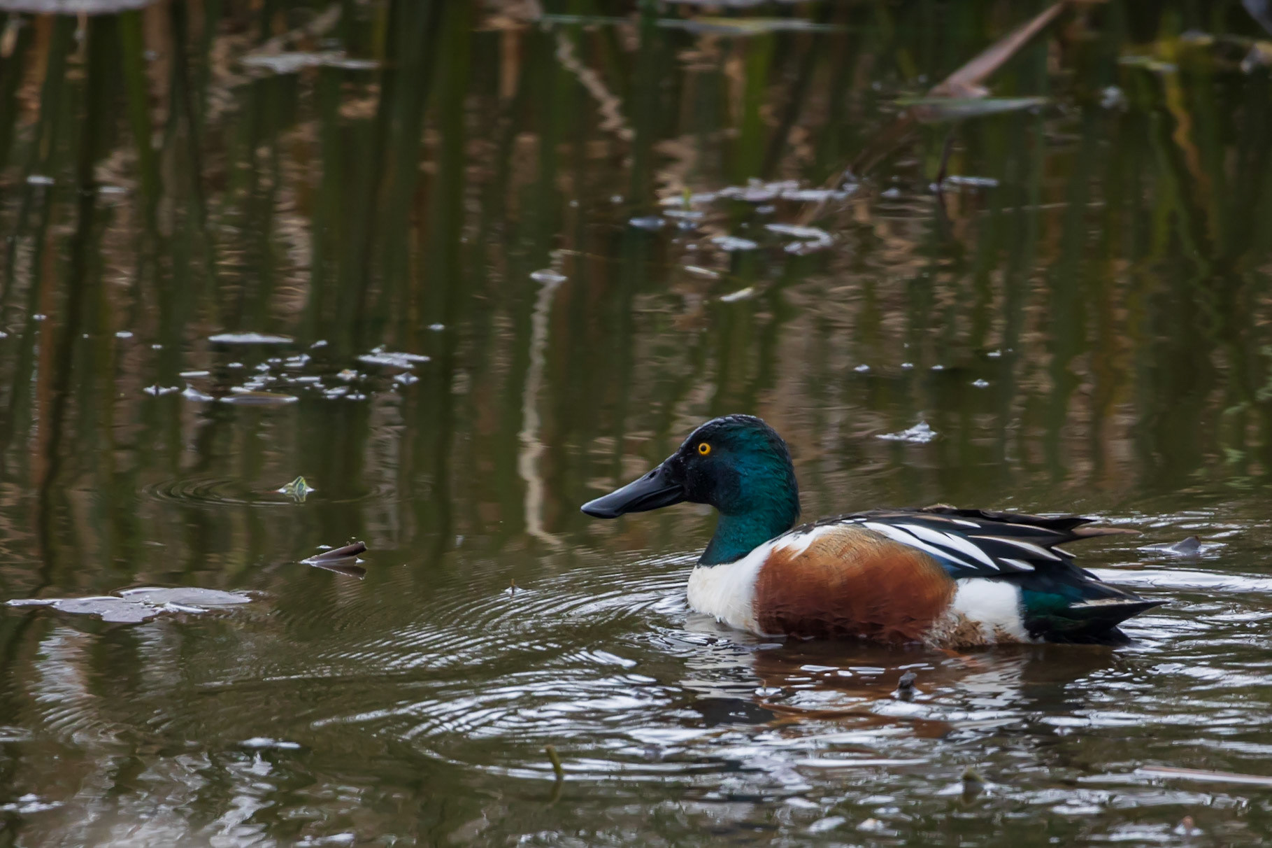 Northern Shoveler