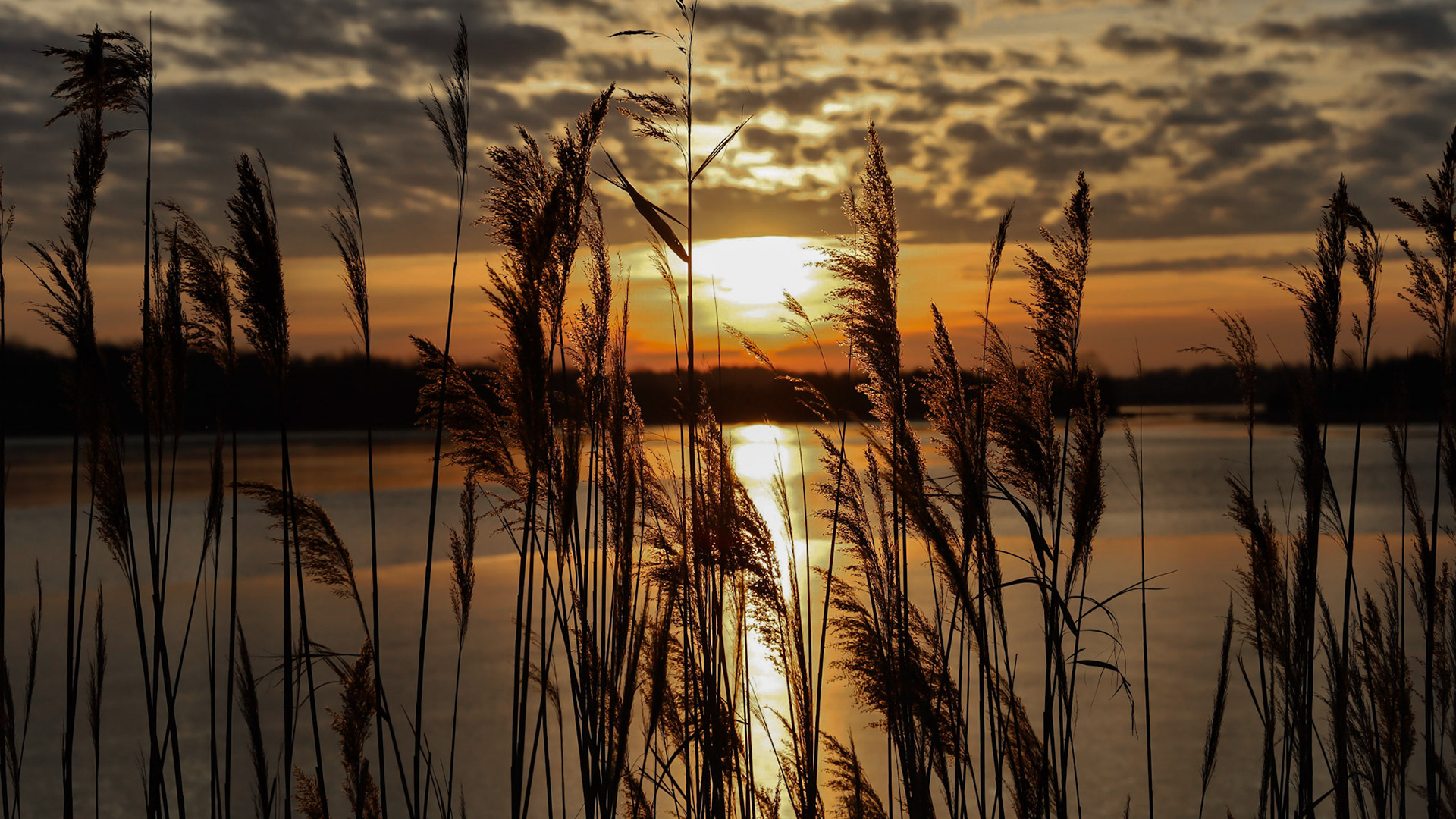 Sunrise through the weeds.