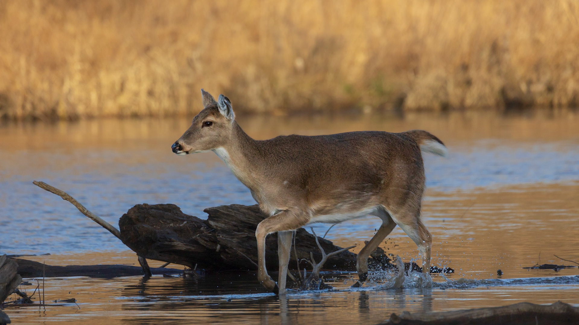 Another encounter with 4 deer crossing the creek.