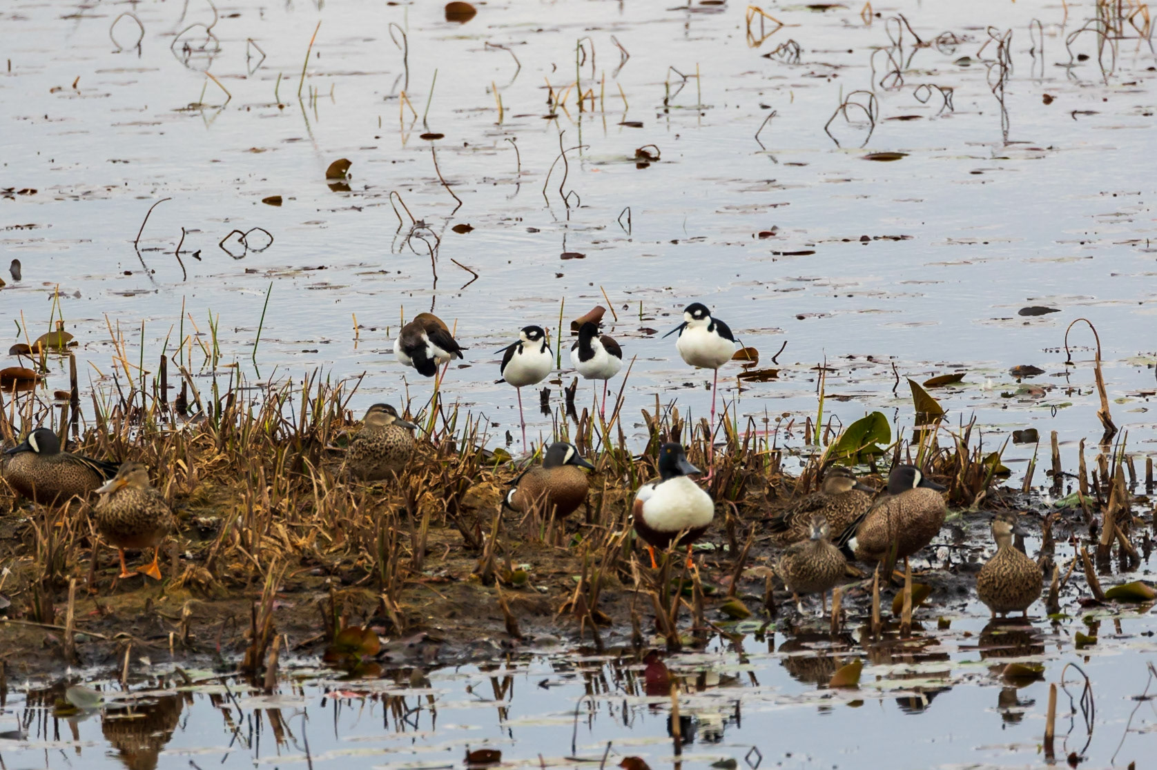 Black  Necked Stilts