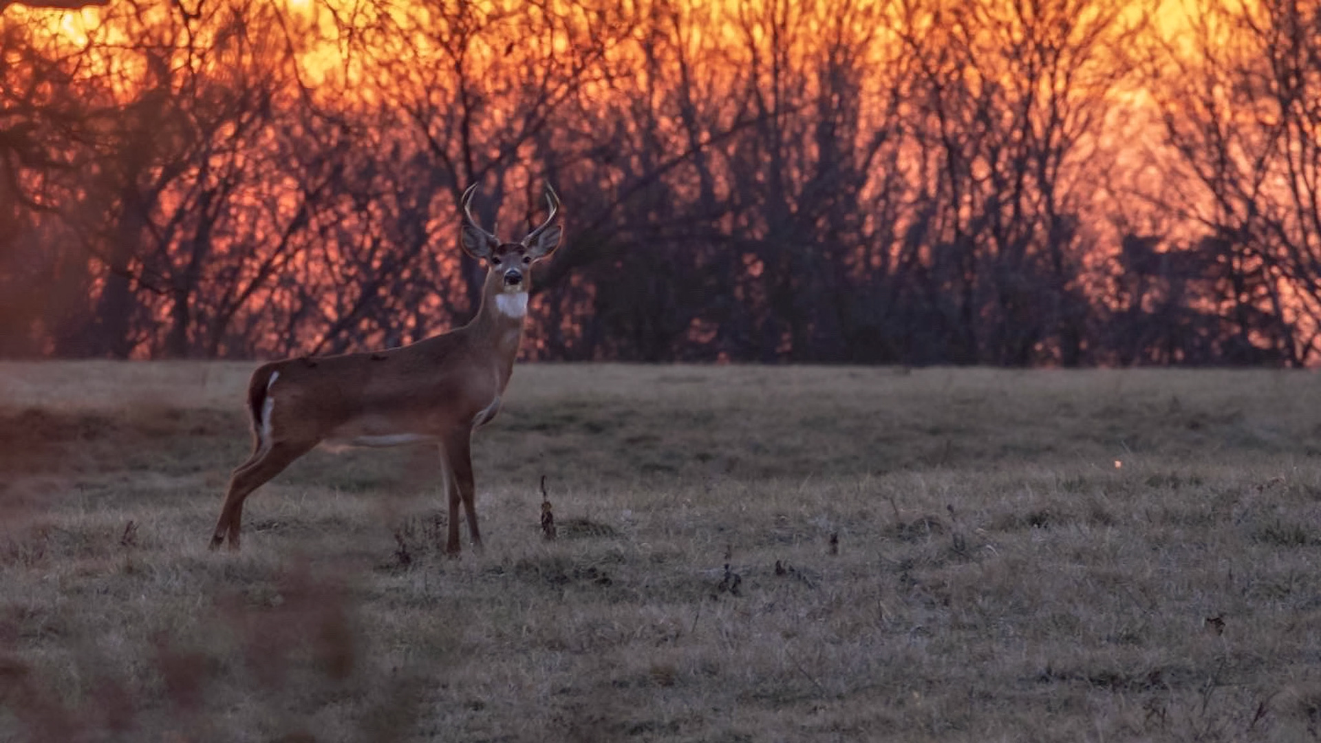 Young deer in the early sunlight.