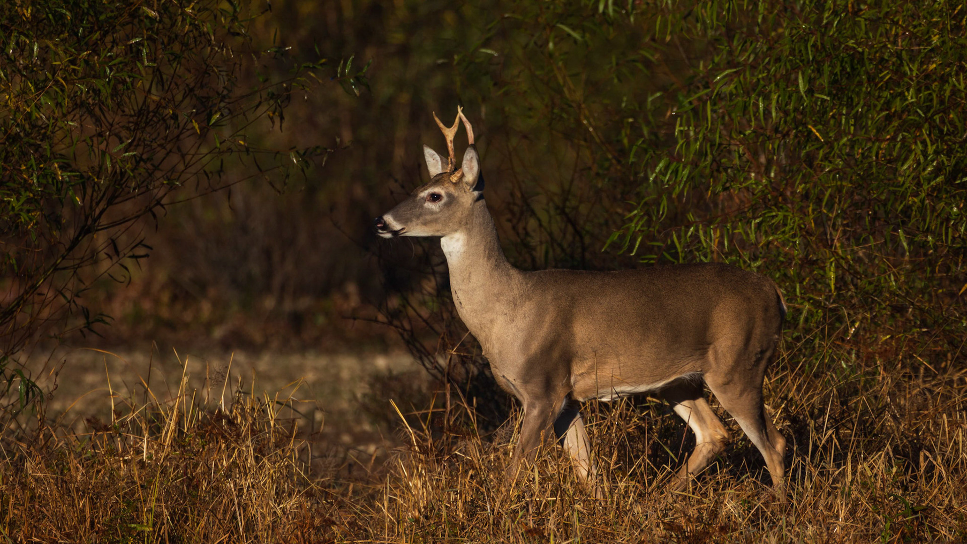 Young buck on another a=day.