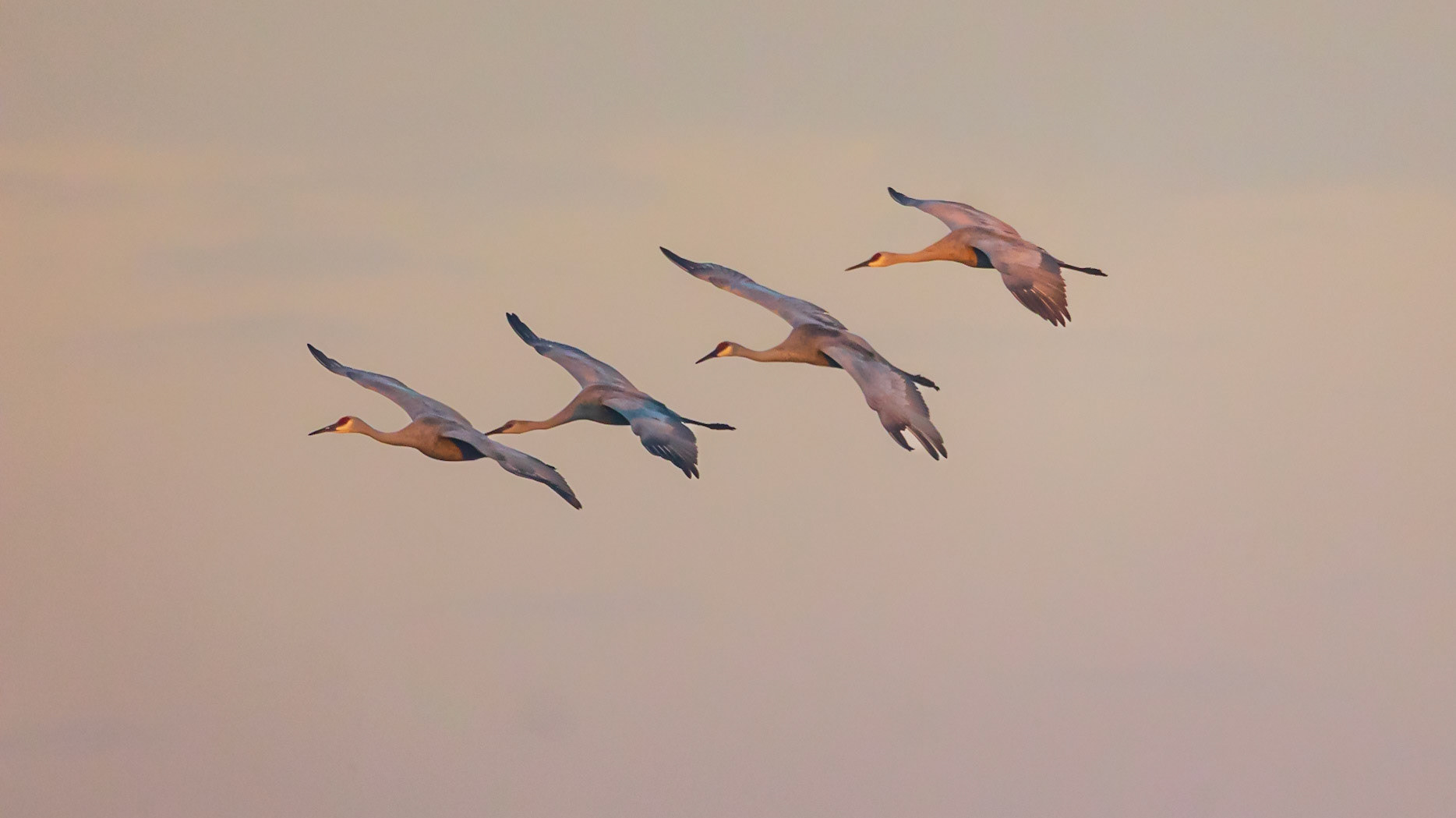 Sandhills Cranes JPFWR Indiana  11/222