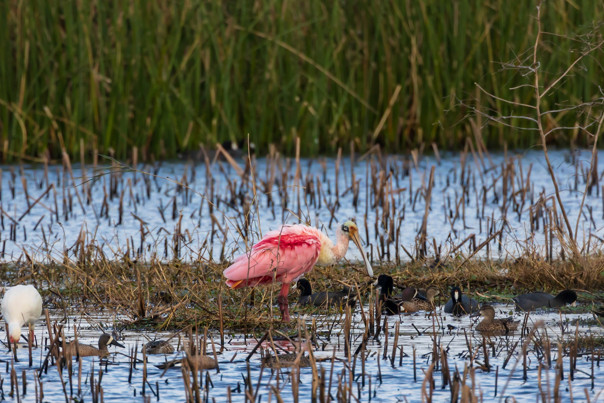 Roseate Spoonbill