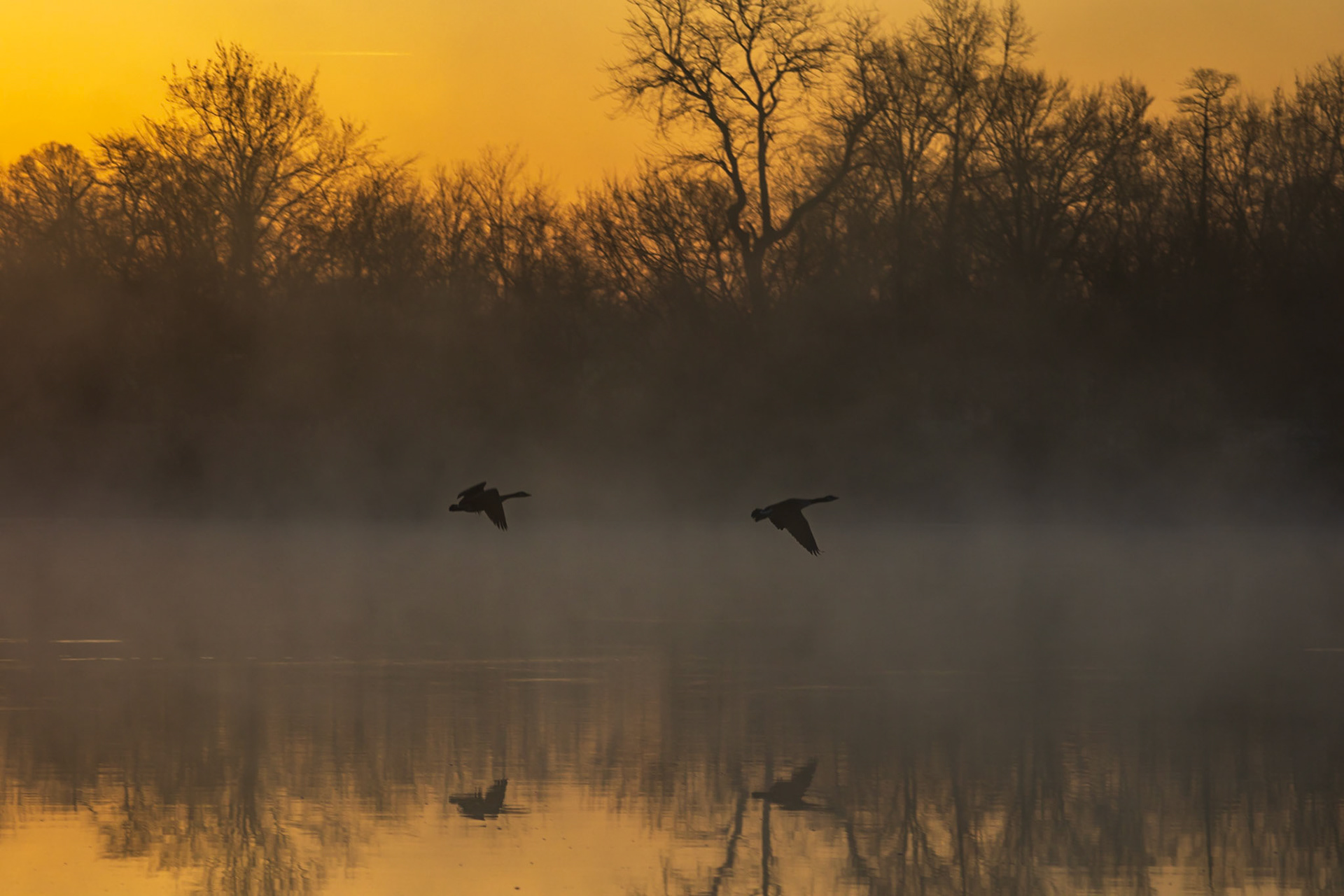 Canada Geese in flight.
