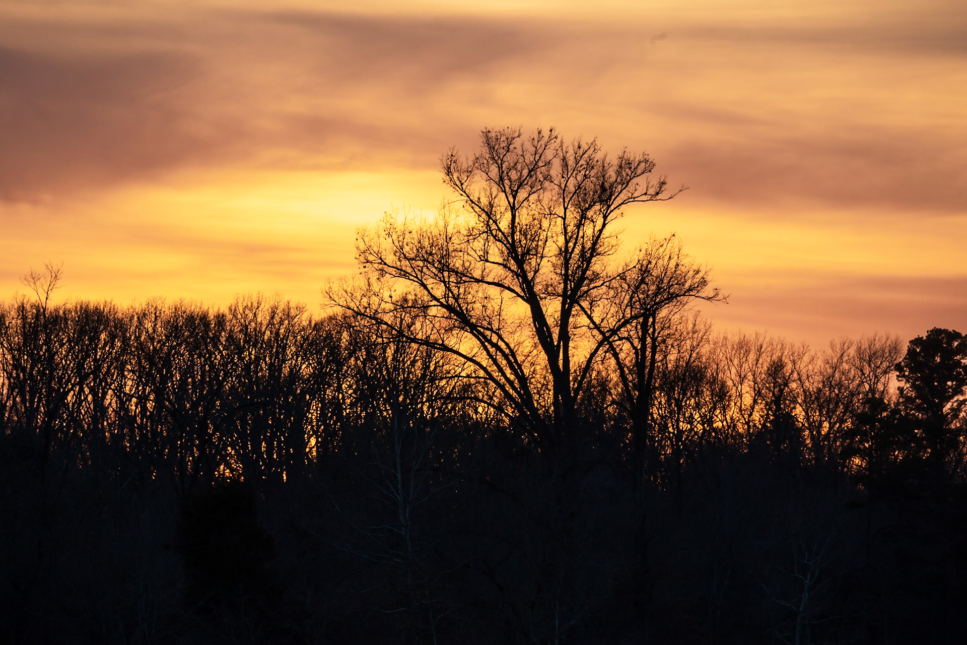 Sunset through the trees.