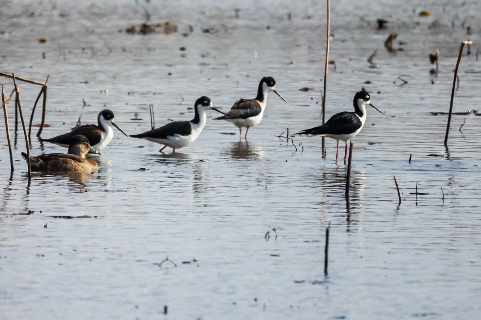 Black Necked Stilts