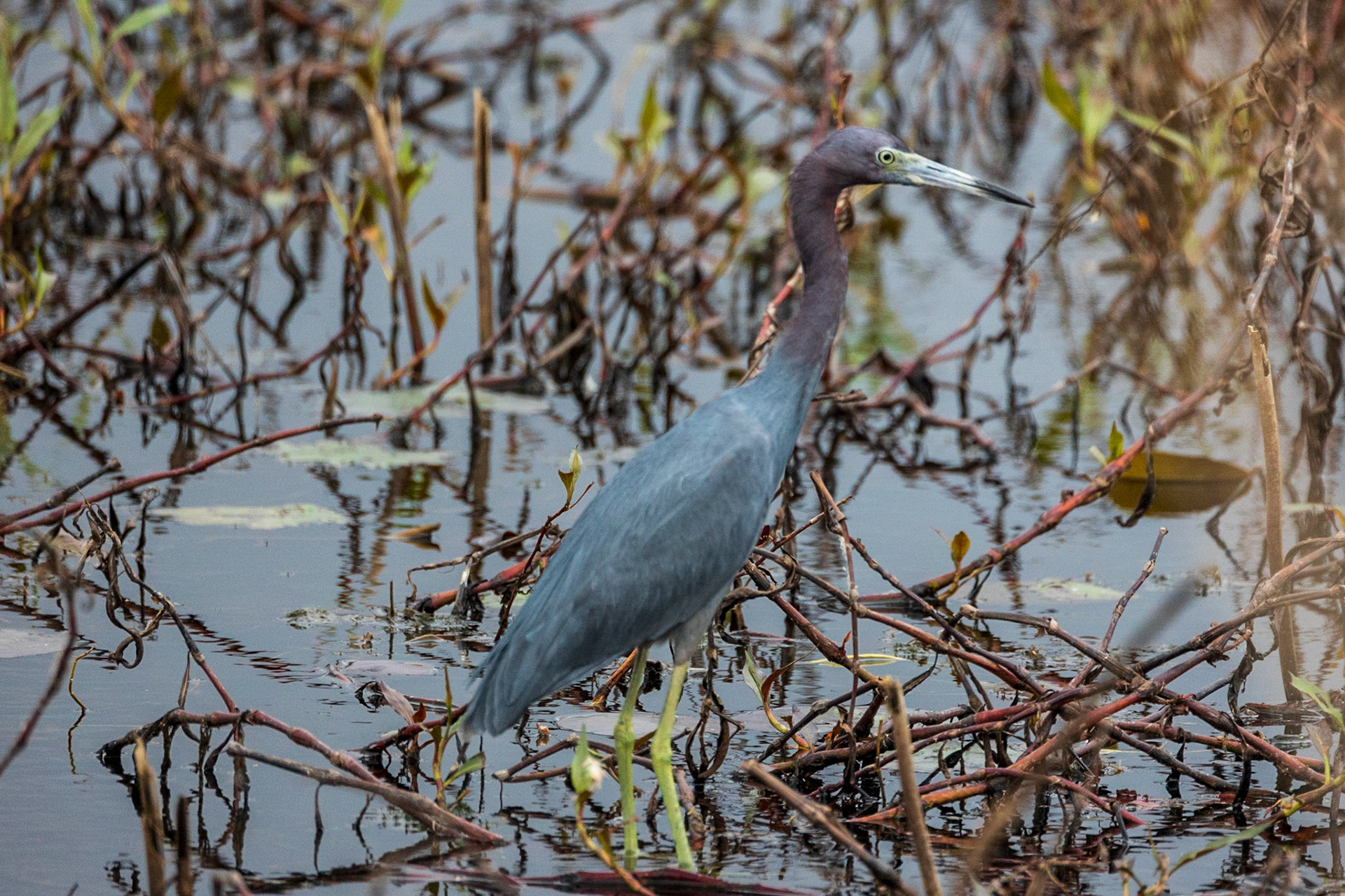 Little Blue Heron