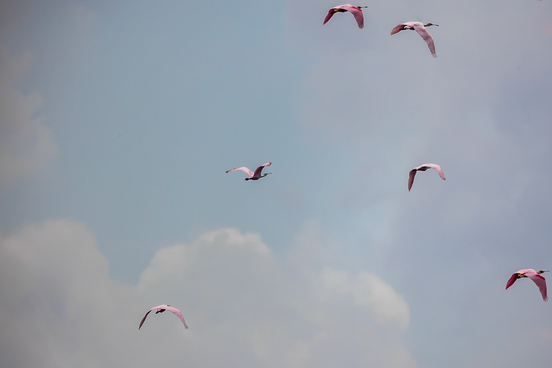 Spoonbills in flight
