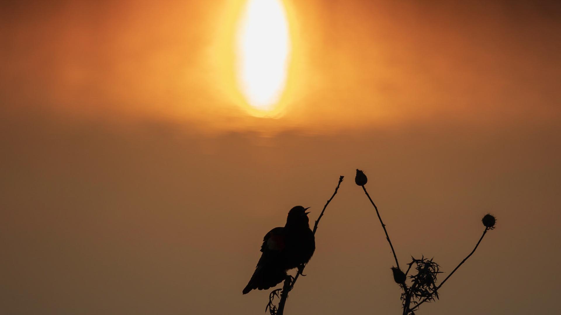 One of my favorites. Red Winged Blackbird silhouette.