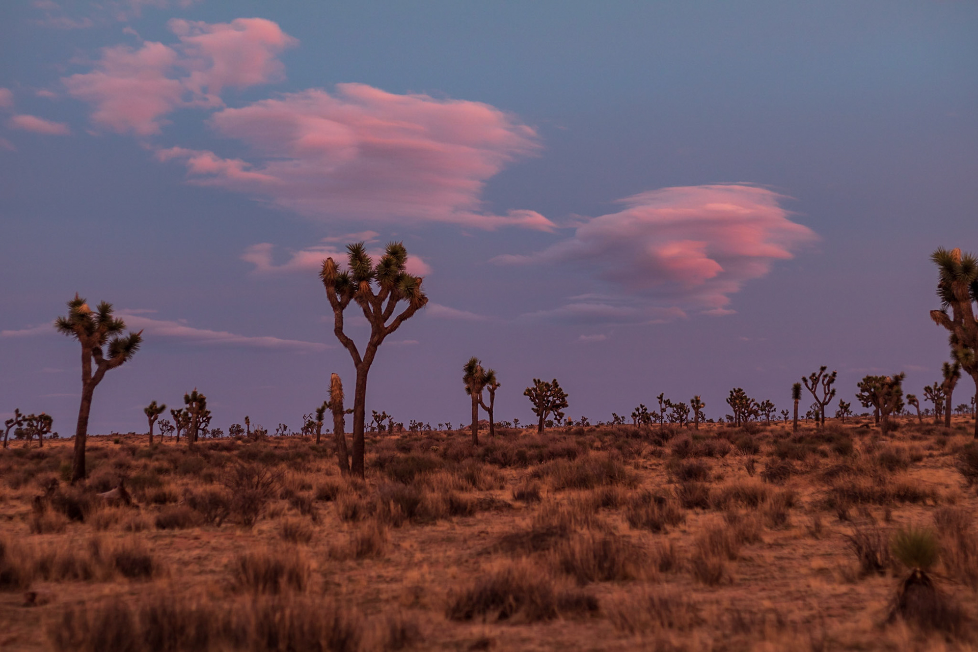 Joshua Tree NP Sunset