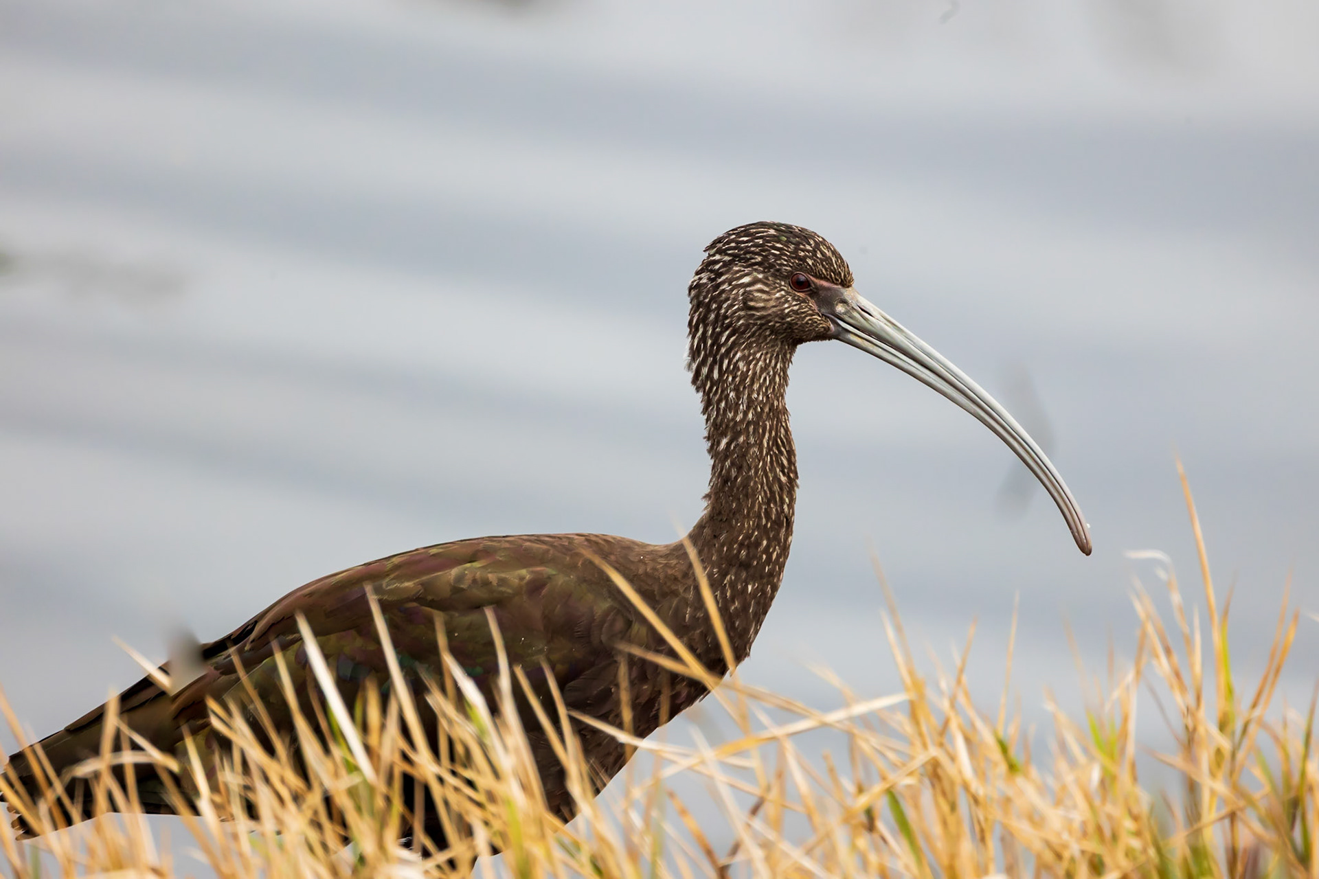 Juvenile Glossy Ibis