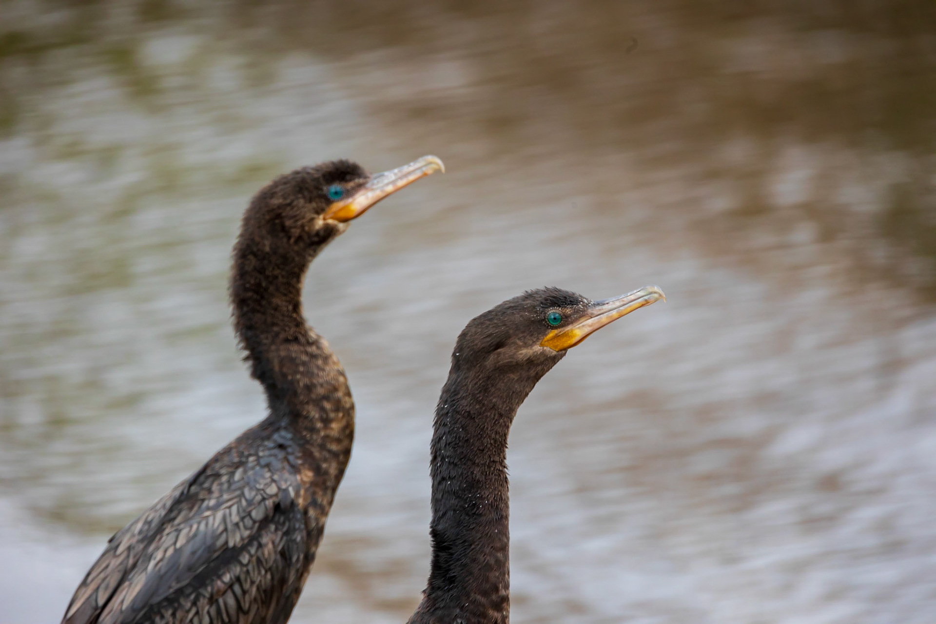 Double Crested Cormorant