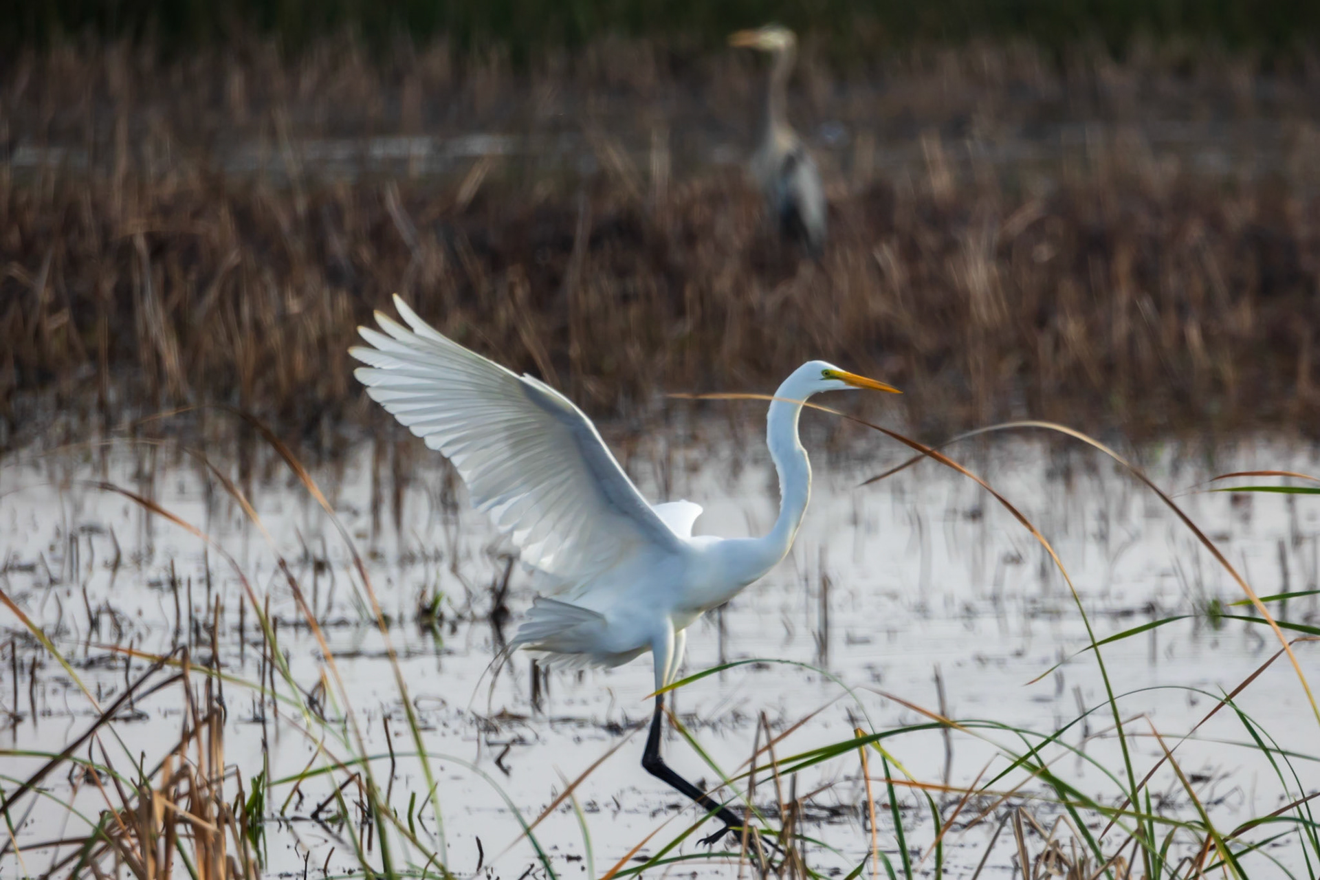 Great White Egret
