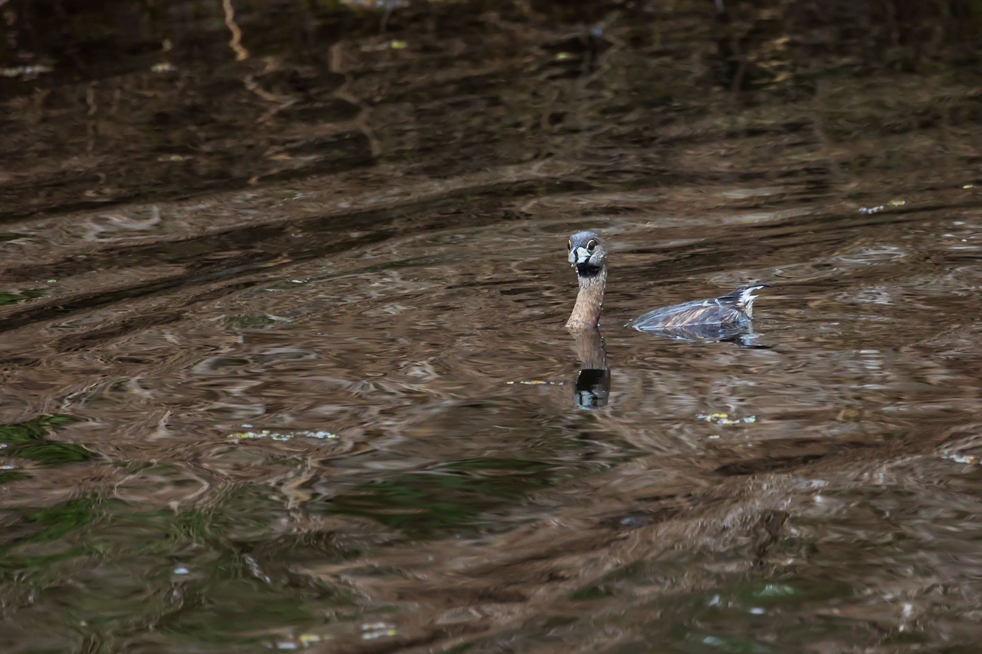 Juvenile Pied Bill Grebe