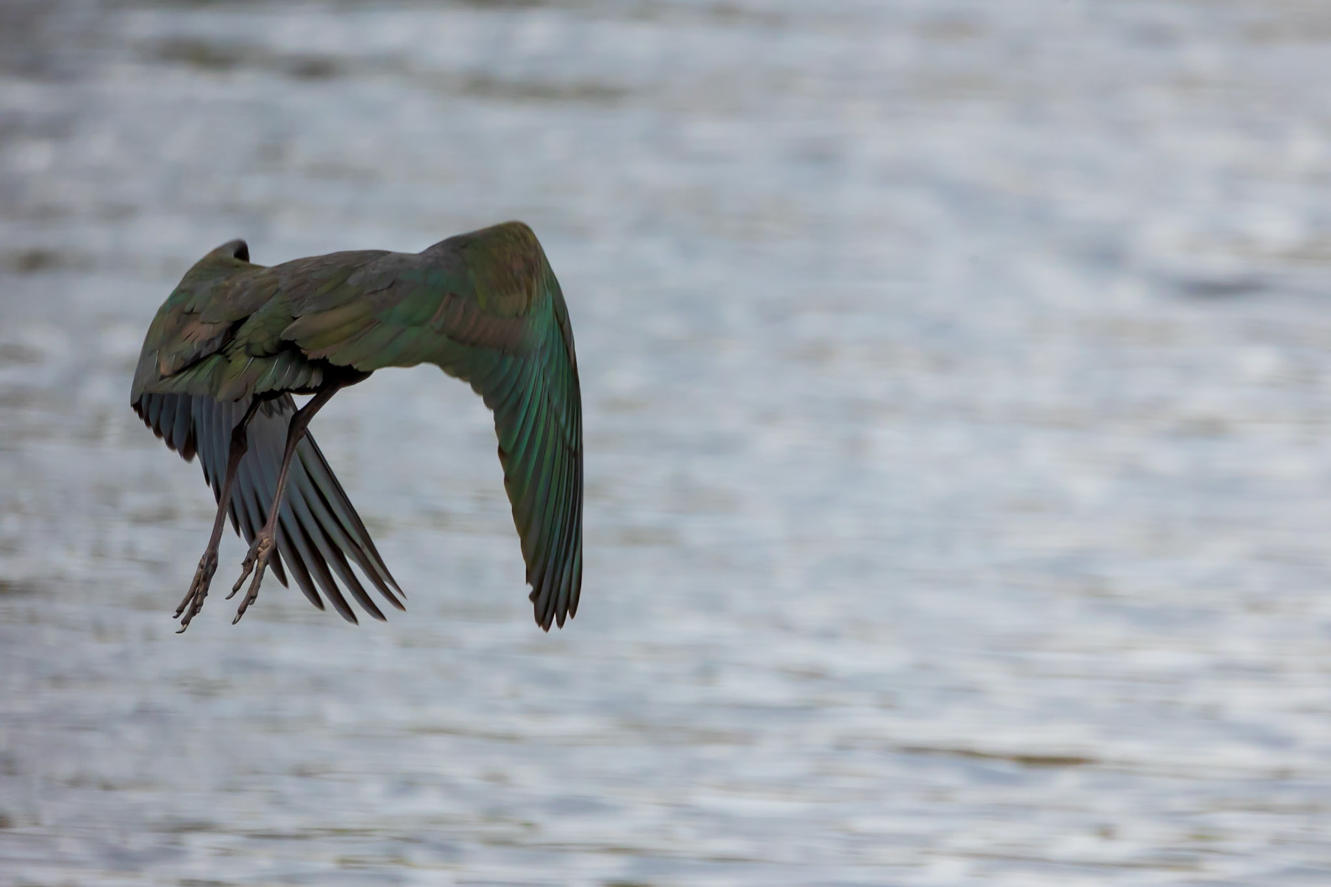 Glossy Ibis