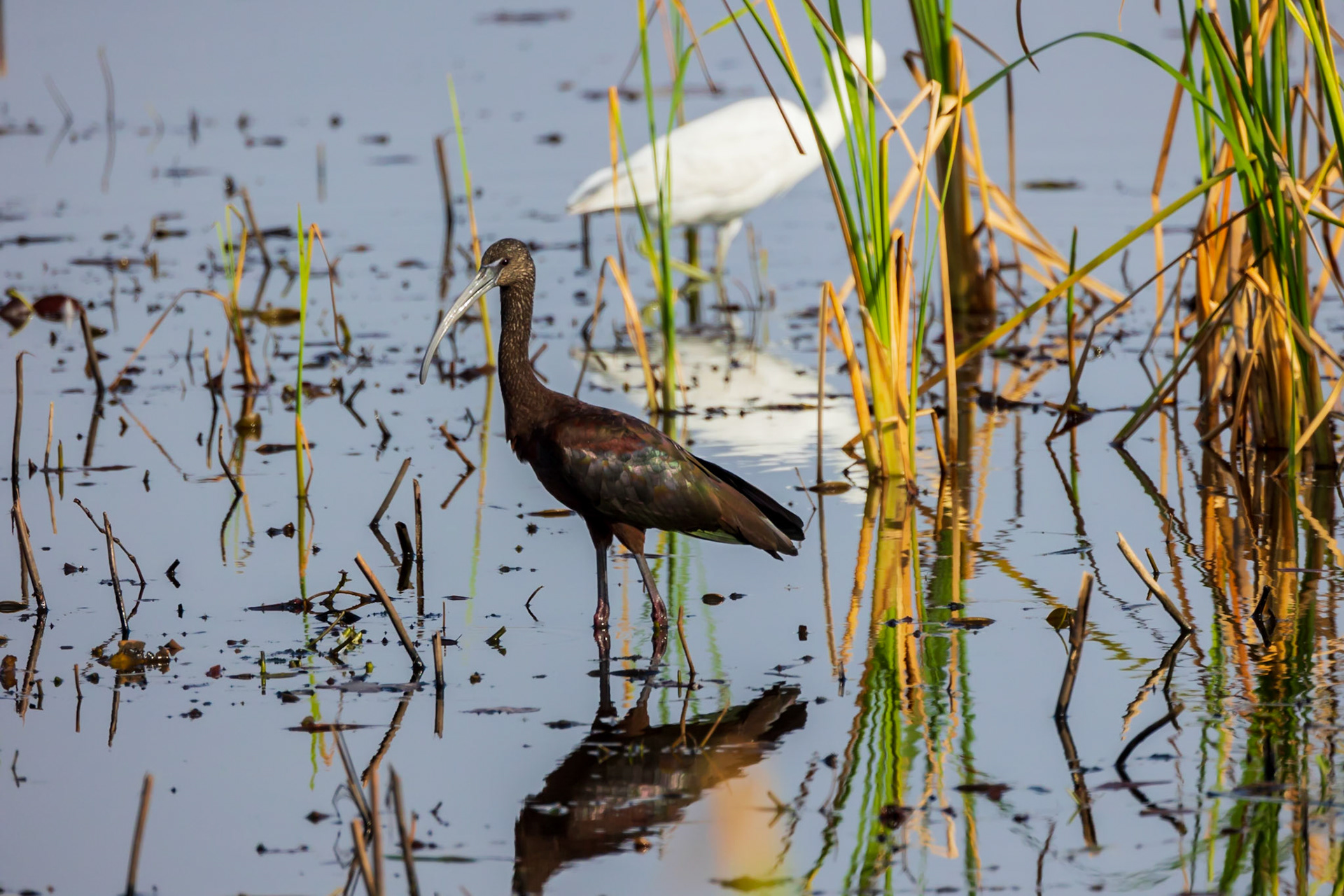 Glossy Ibis