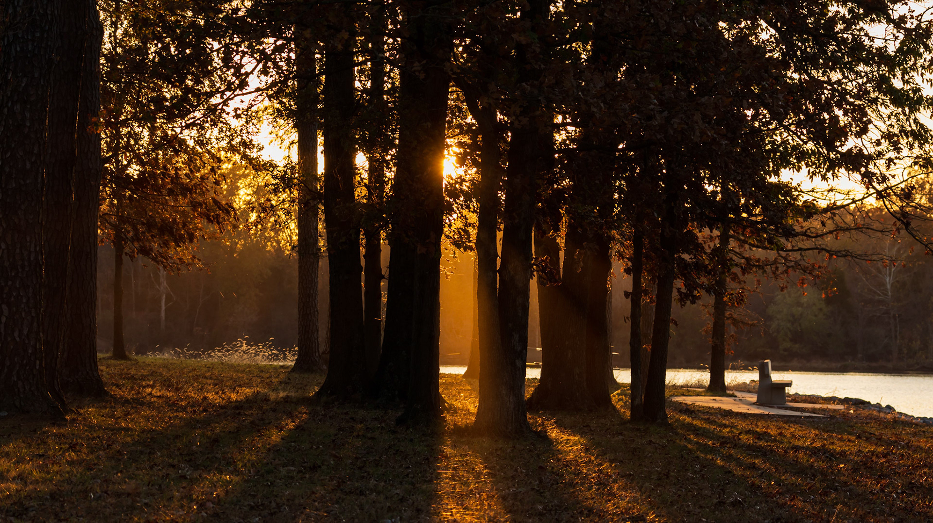 Sunset through the trees Bogard Point