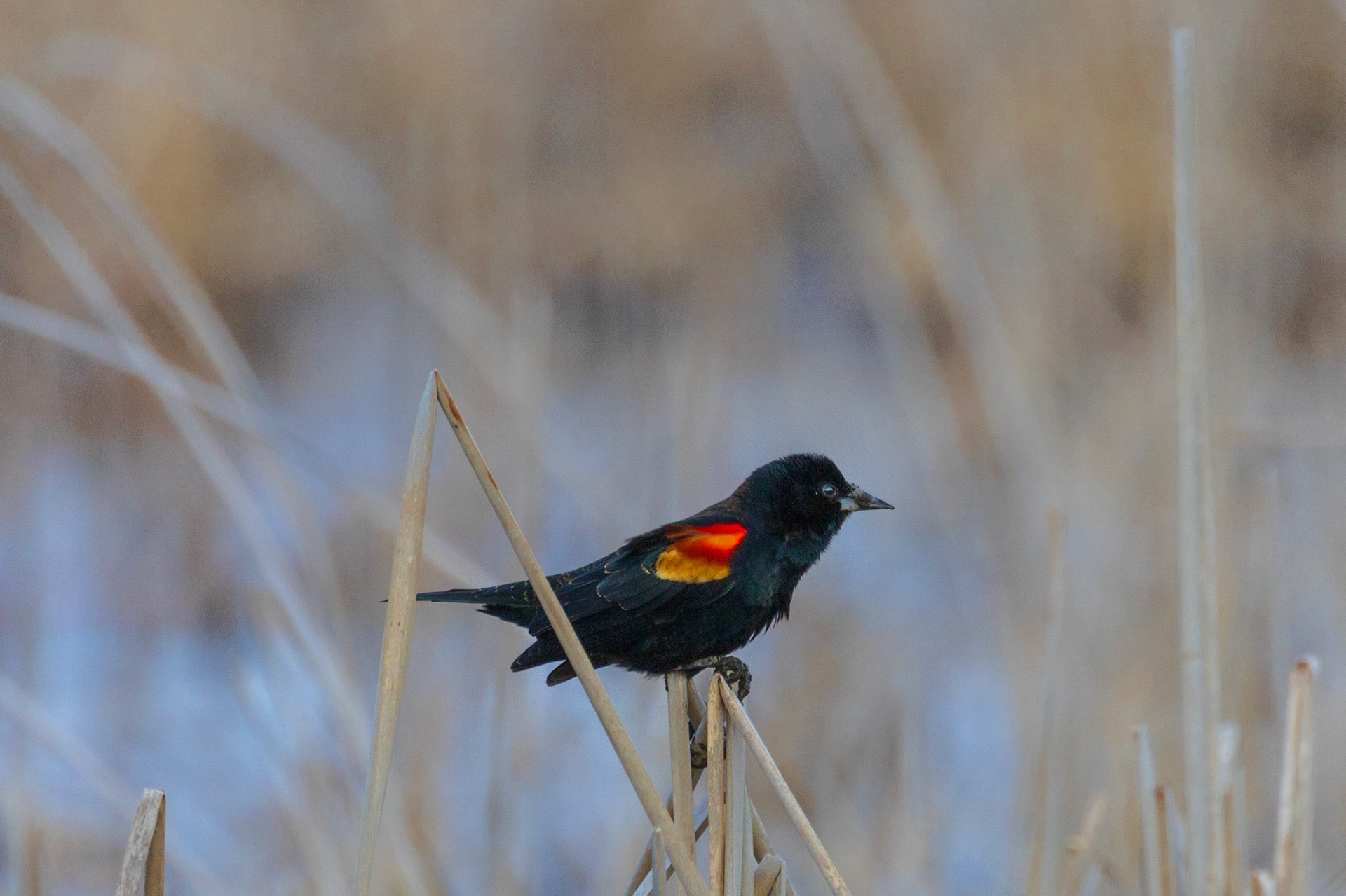 Red Winged Blackbird