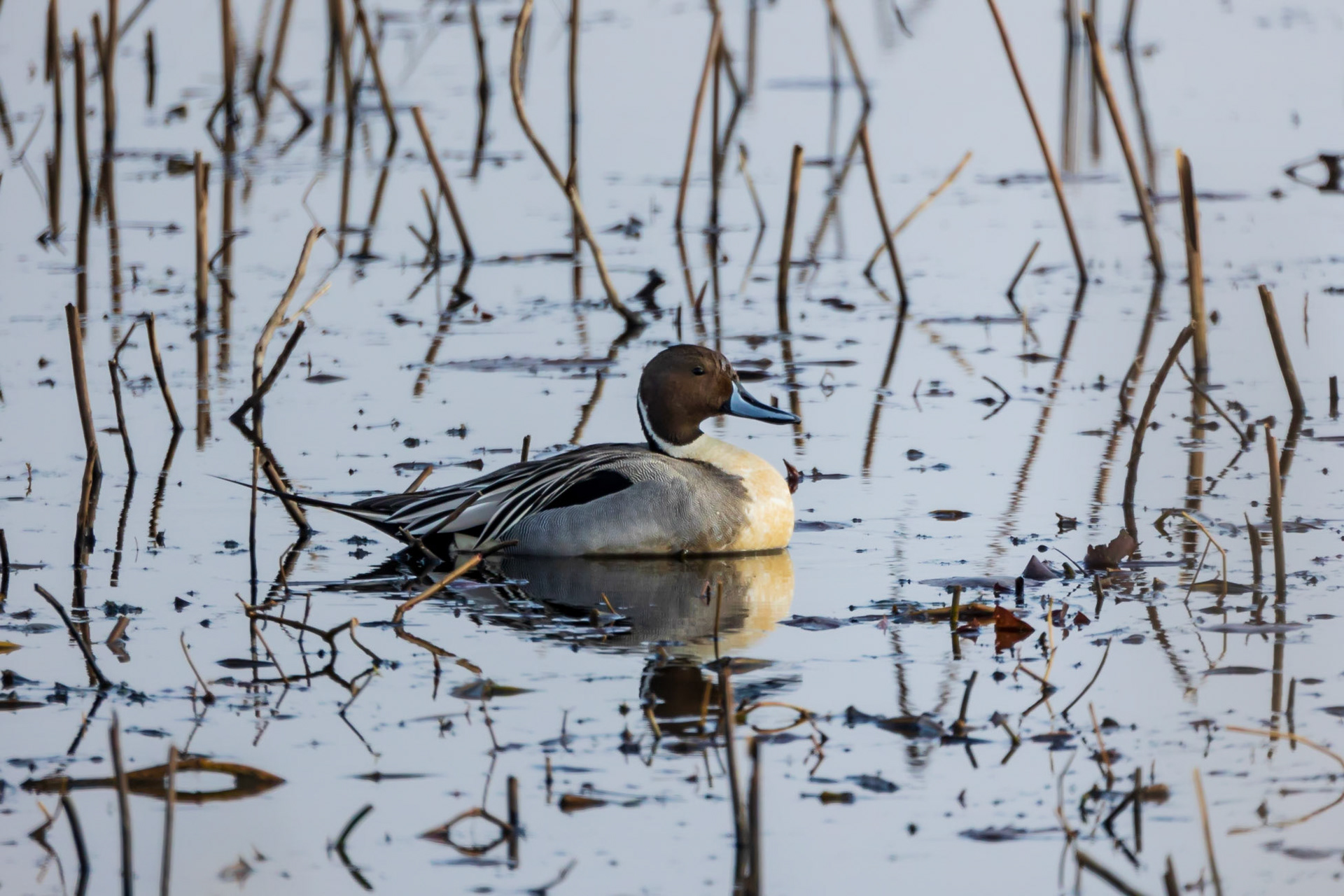 Northern Pintail