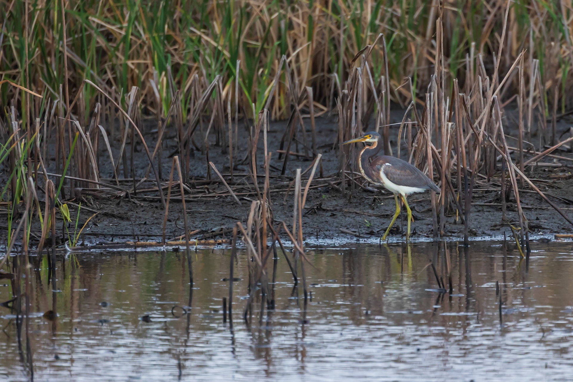 Tri Colored Heron