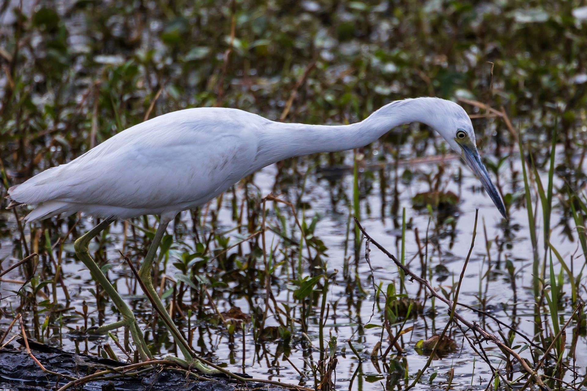 Juvenile Little Blue Heron
