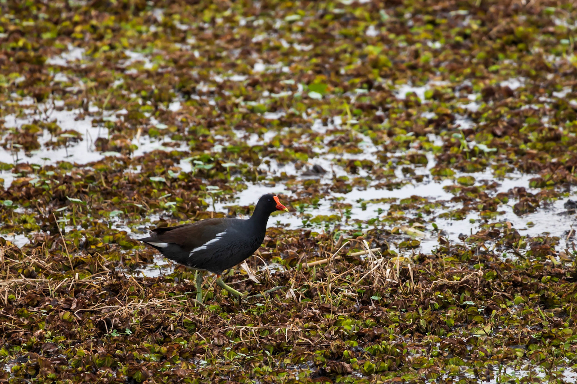 Common Gallinule