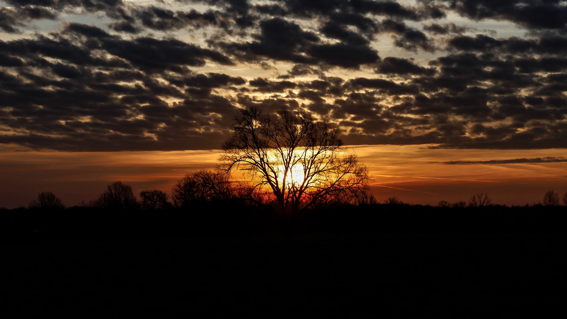 South end of causeway rd that is a popular tree at sunrise.