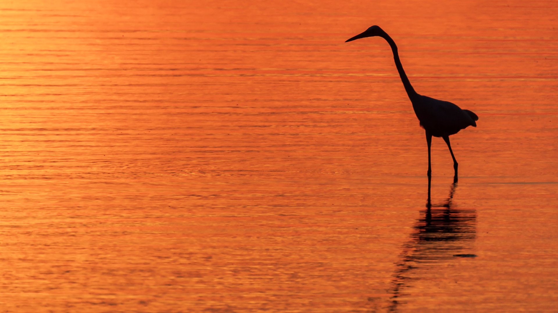 Another favorite, Great White Egret in great light.