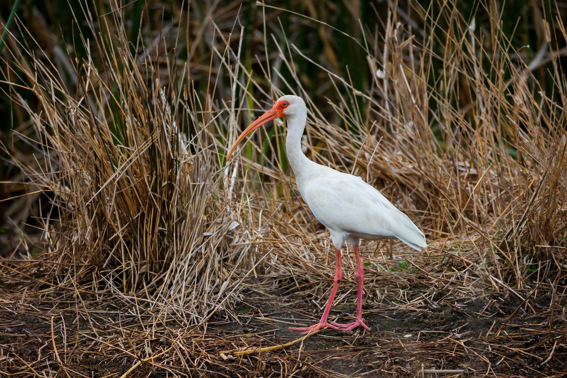 White Ibis