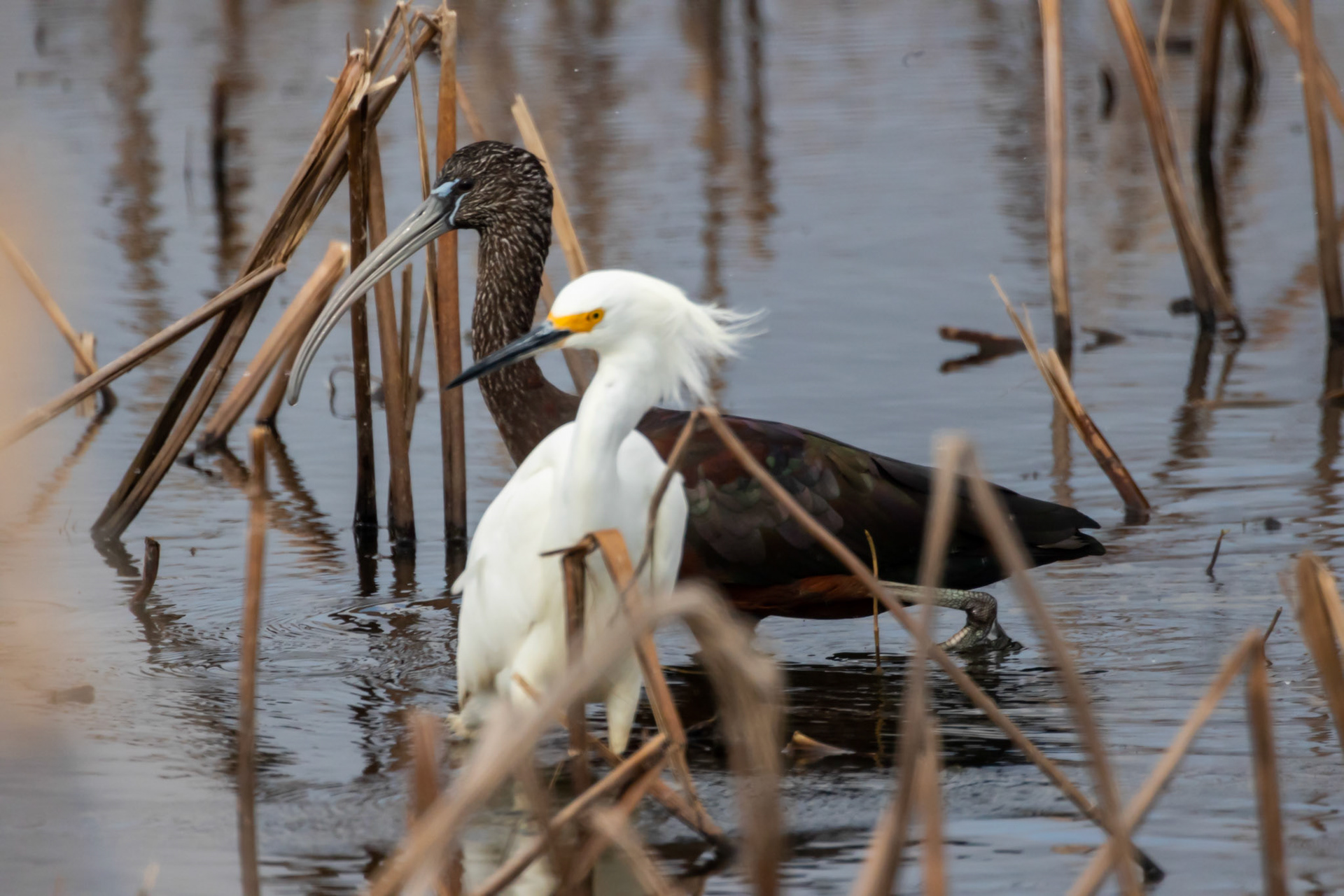 Snowy Egrit and Glossy Ibis