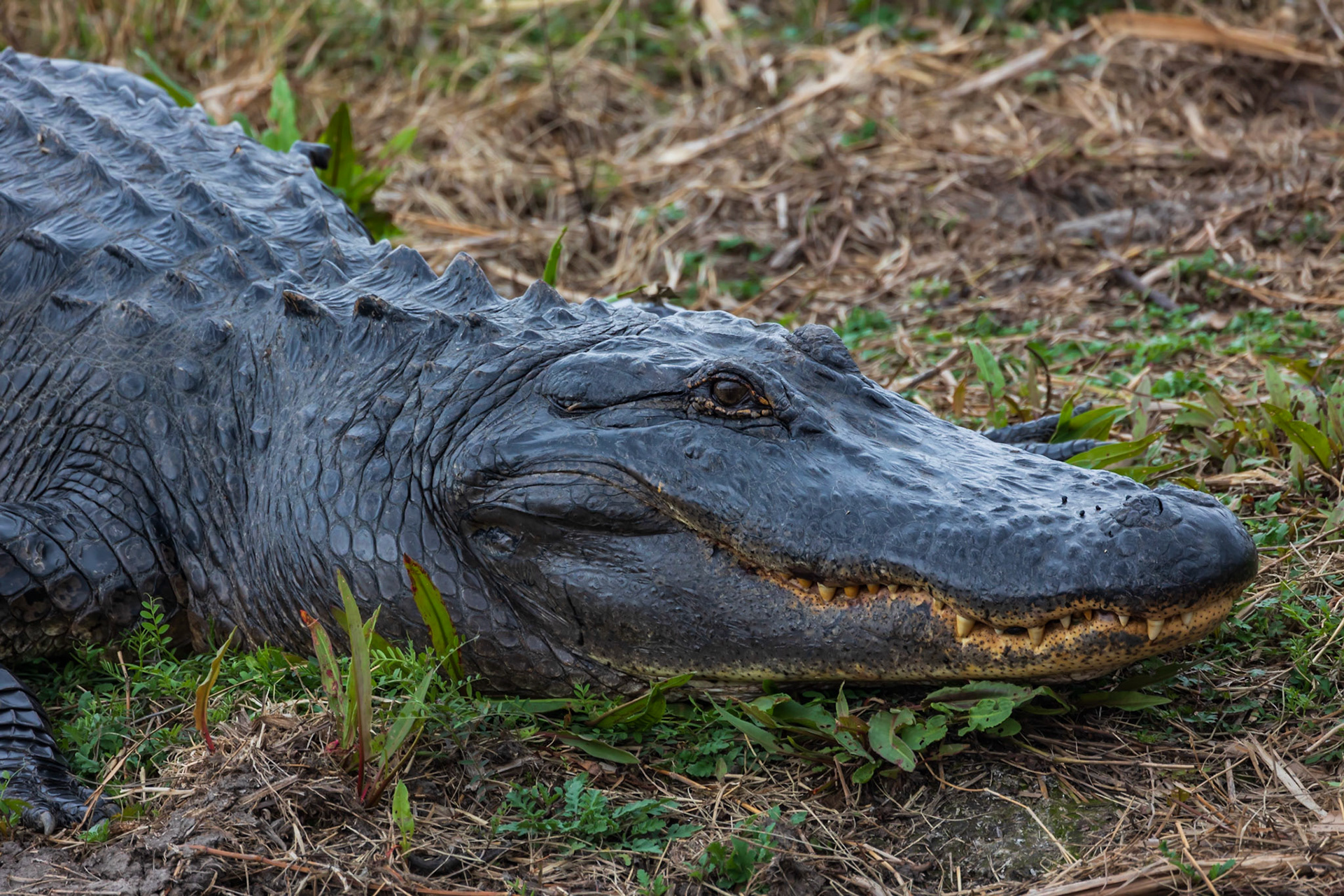 Cameron Prairie Alligator