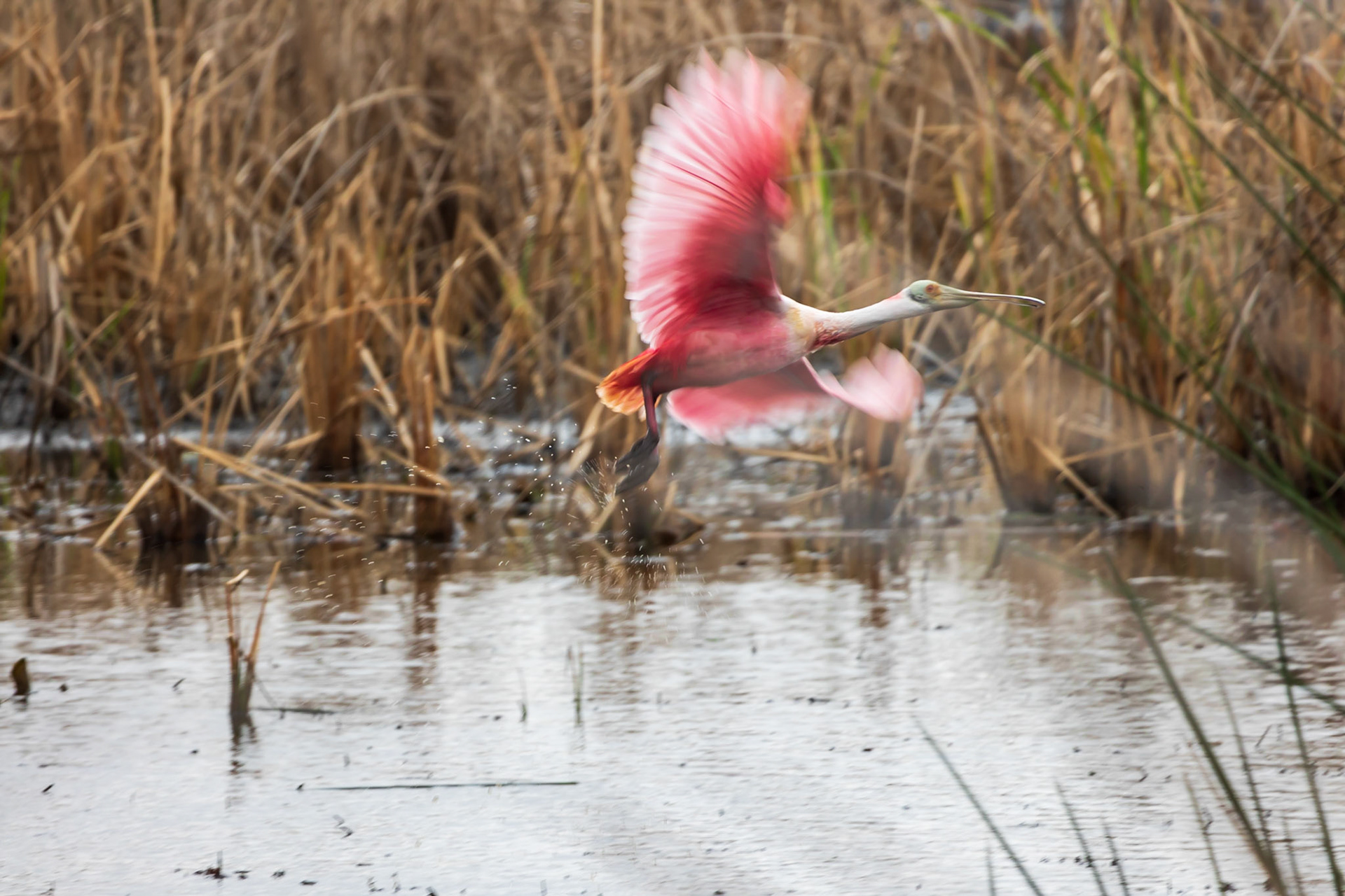 Roseate Spoonbill