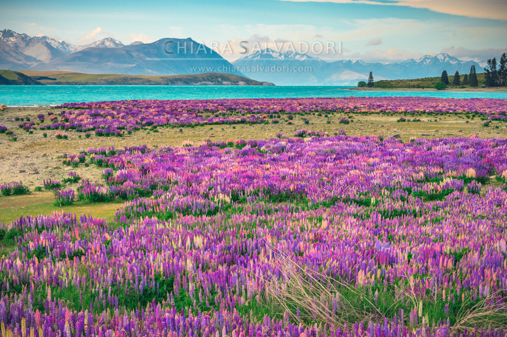 Lake Tekapo