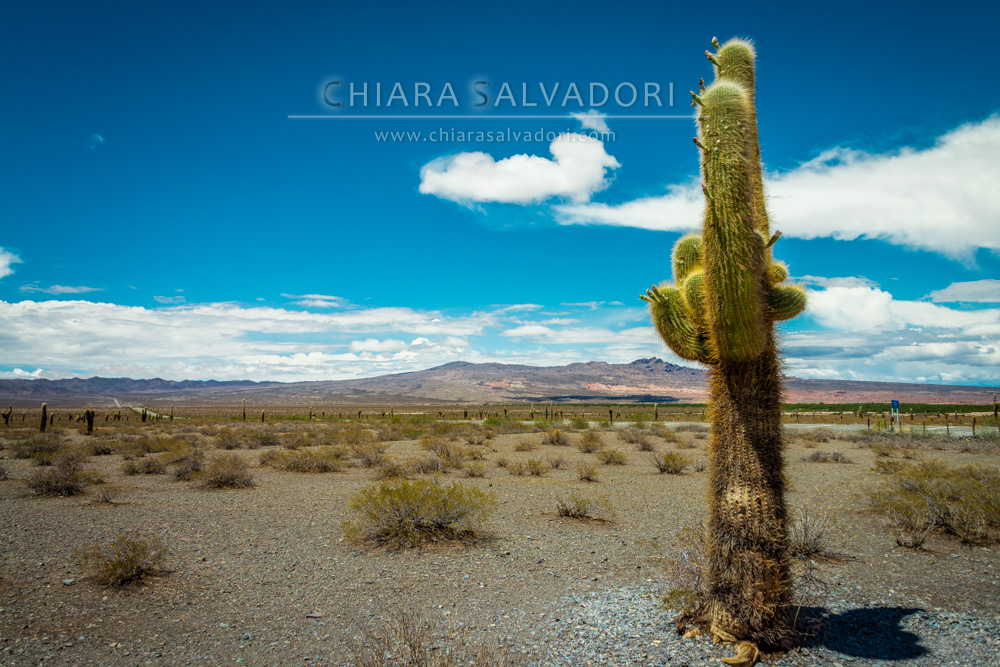Los Cardones