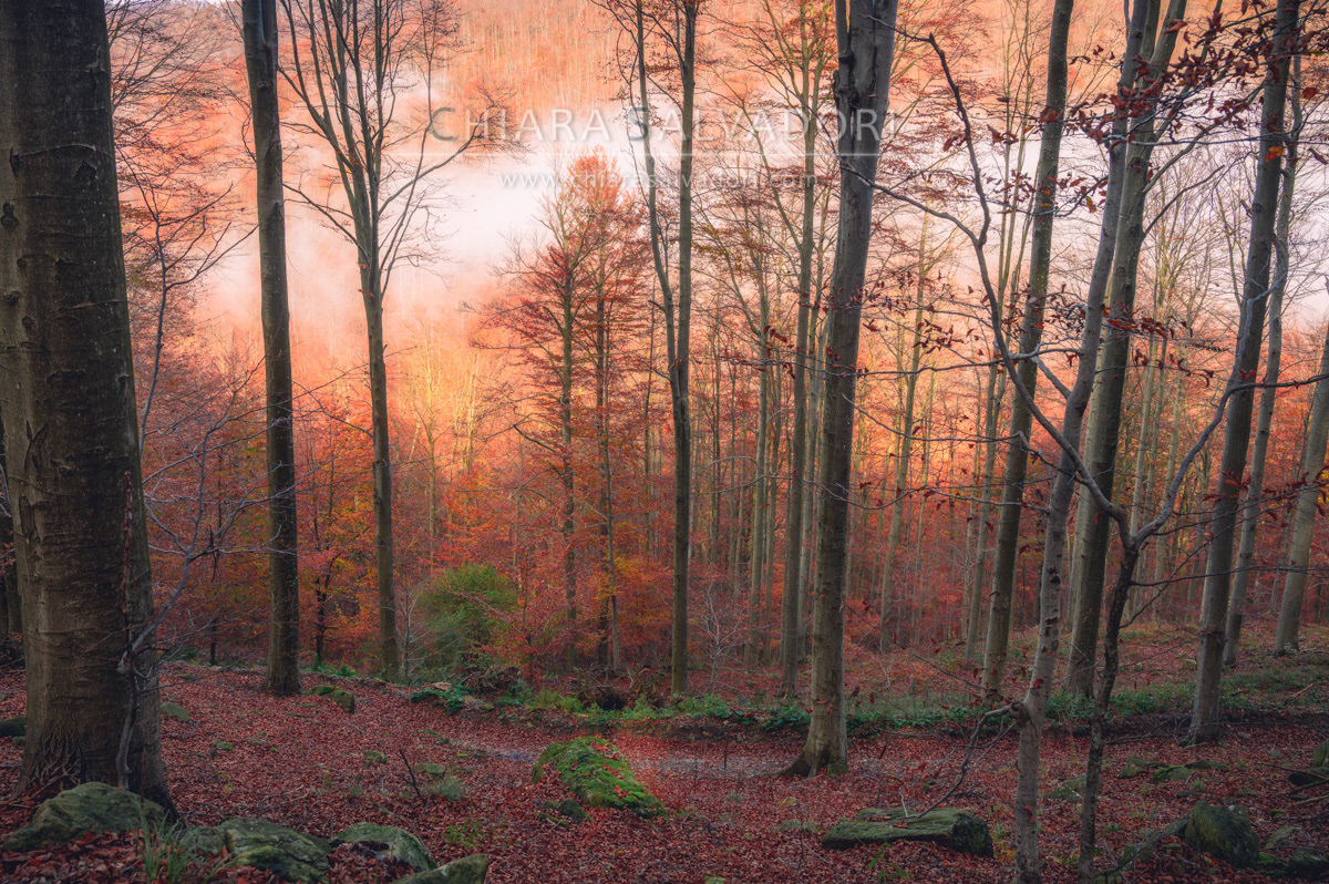 Barbottina Forest