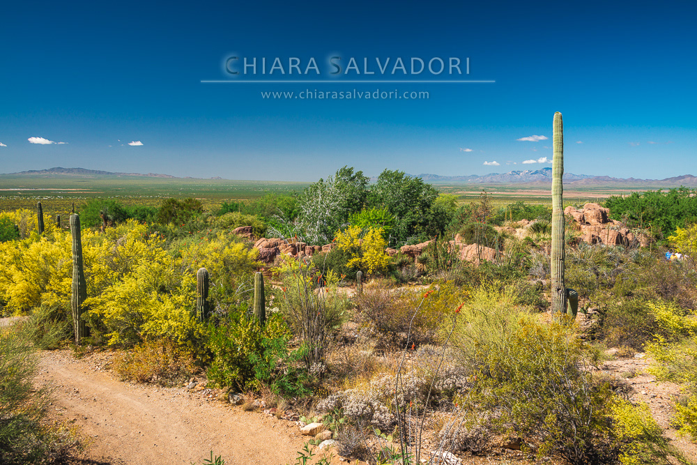 Sonora Desert