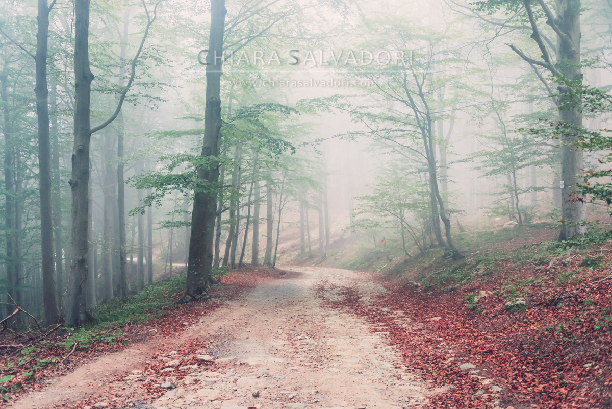 Barbottina Forest