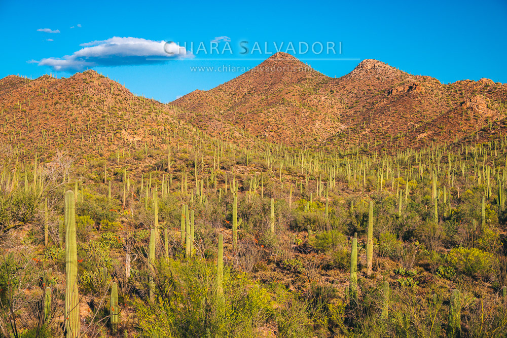 Saguaro National Park