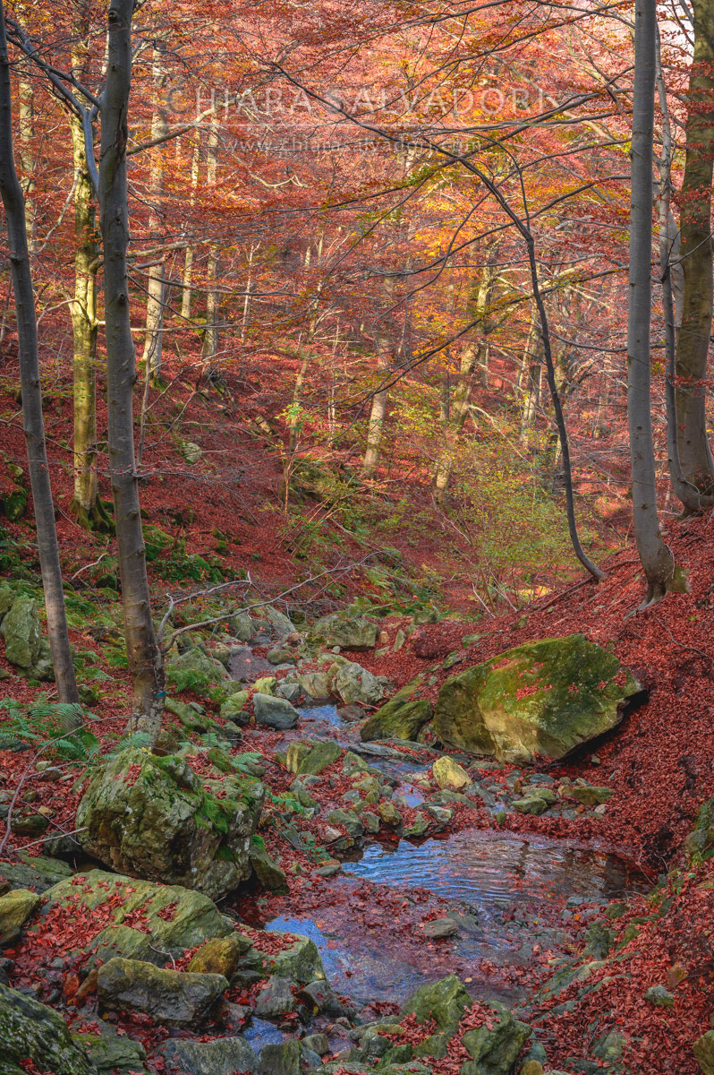 Barbottina Forest