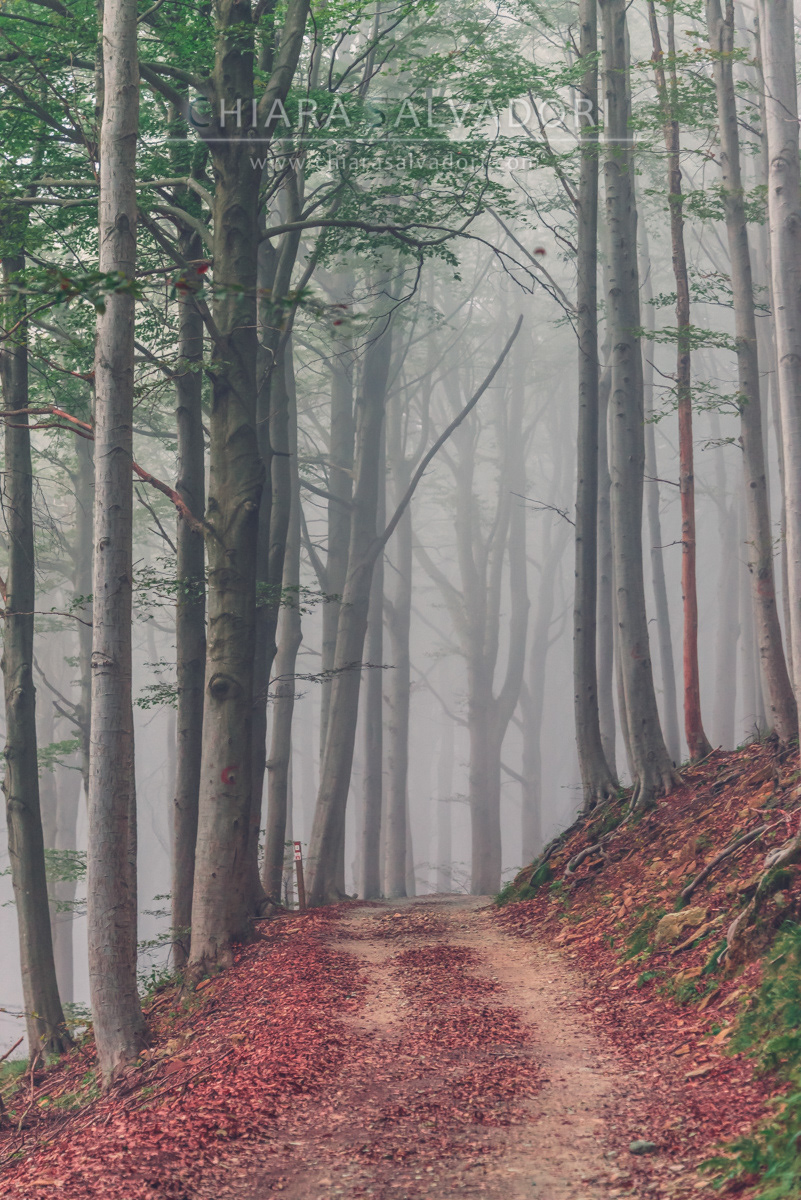 Barbottina Forest
