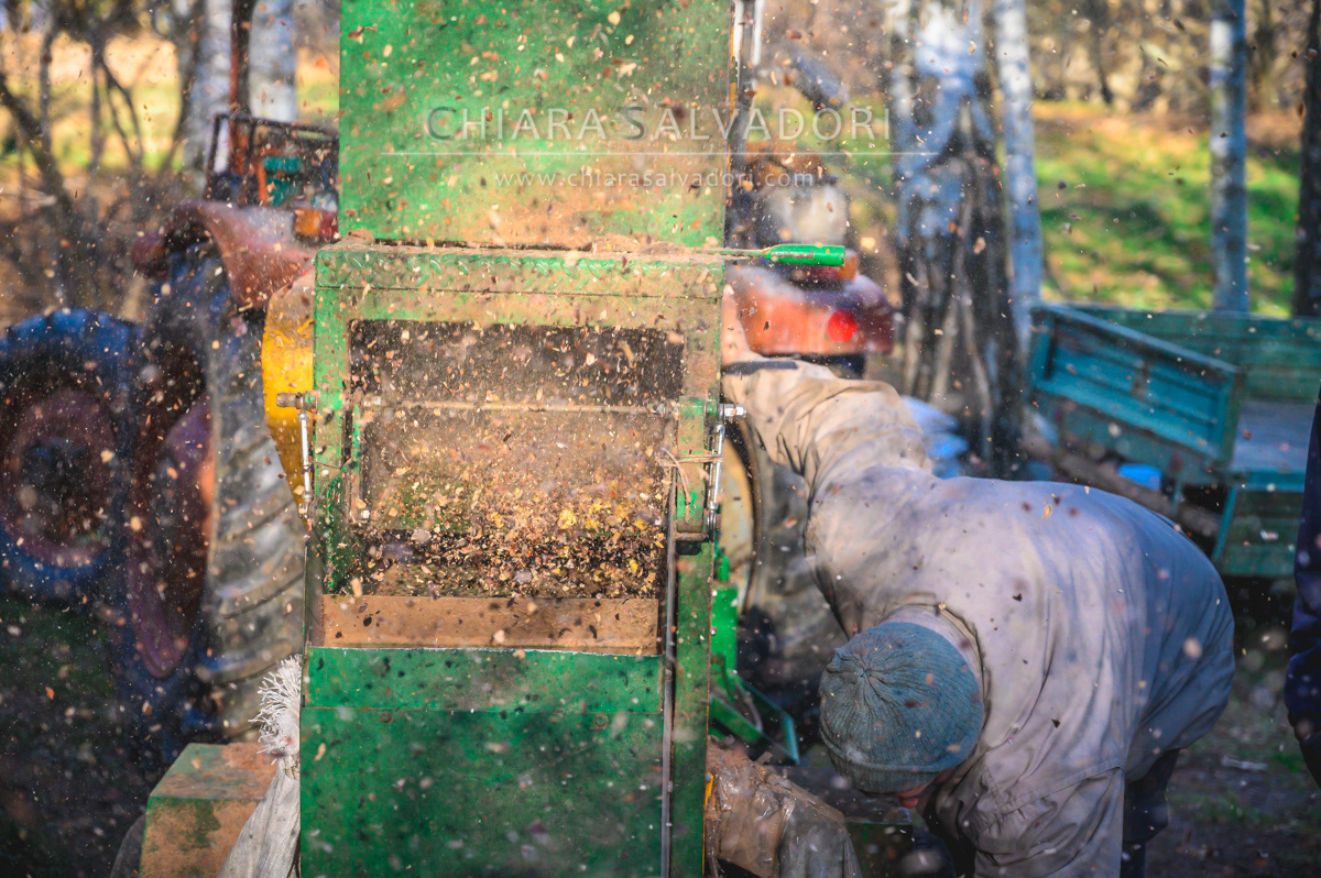Beating of chestnuts