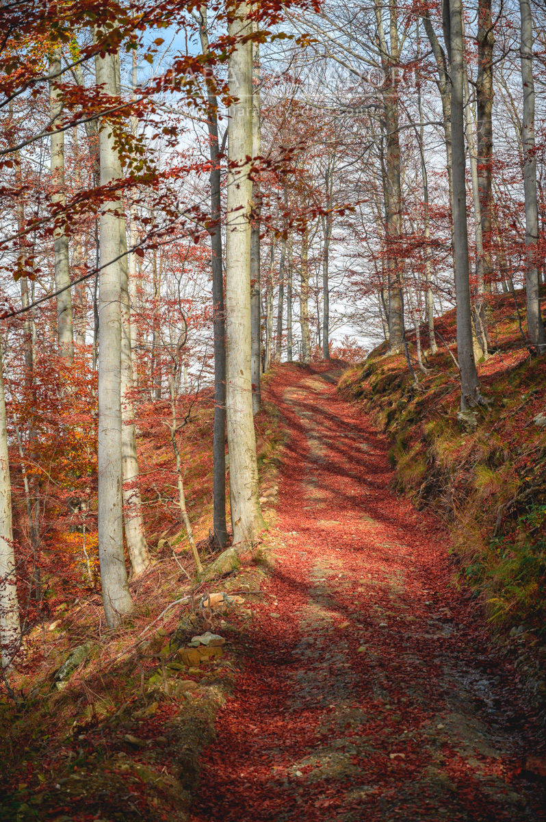 Barbottina Forest