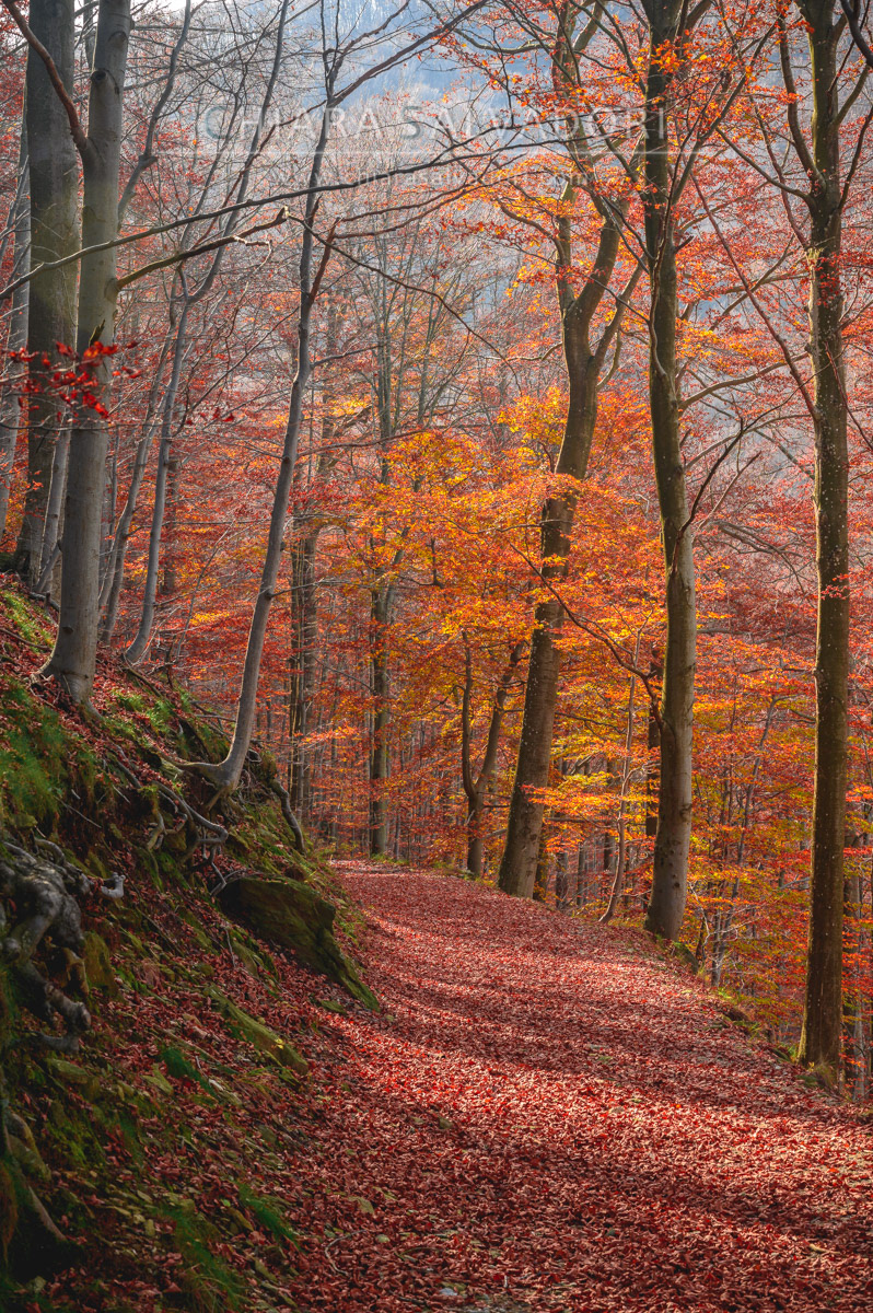 Barbottina Forest