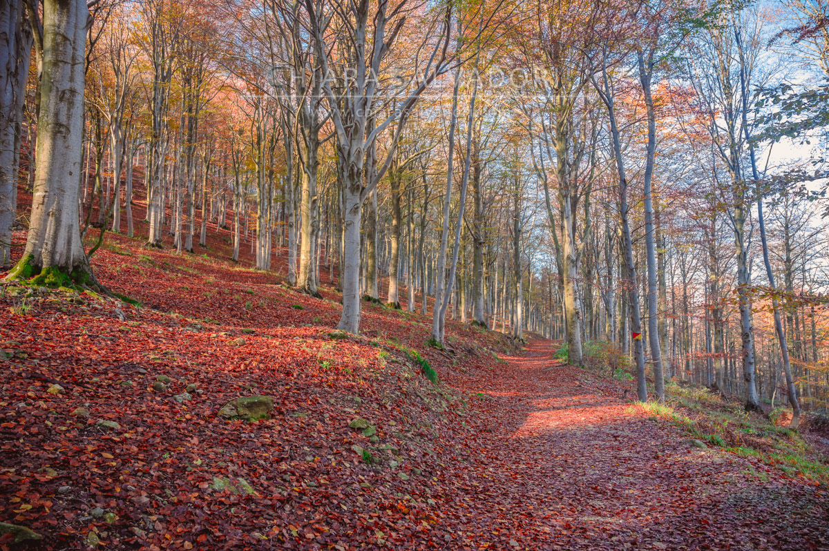 Barbottina Forest