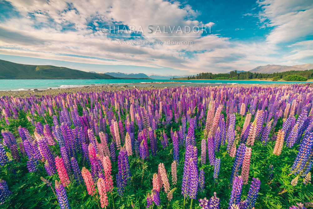 Lake Tekapo