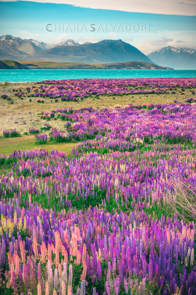 Lake Tekapo